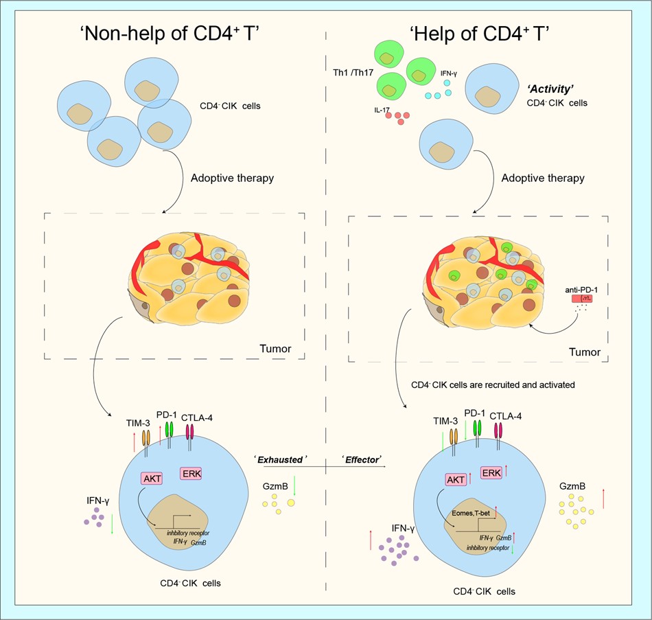 CD4+ T cells reverse the exhaustion of CIK therapy.