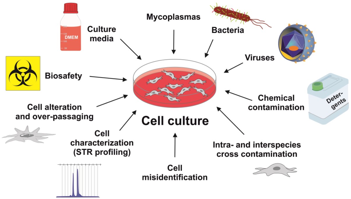Biosafety aspects in working with cells.