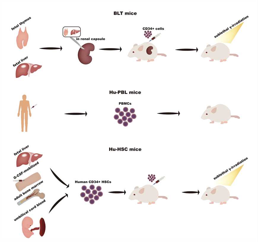 Three Widely Used HIS Mice for Cancer Therapy.