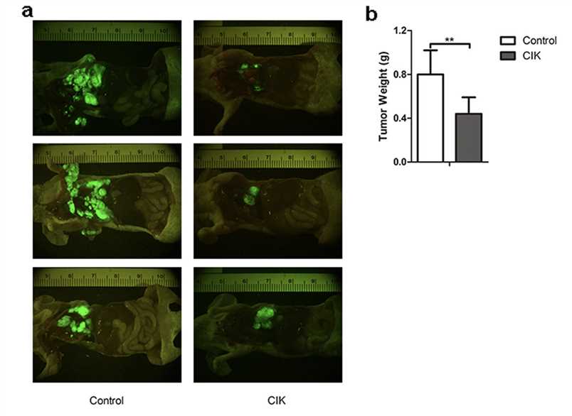 In Vivo Fluorescence Images Showing that the Size of the Tumor Mass of Mice From the CIK Group Significantly Reduced.