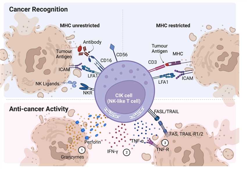 Cancer Recognition and Anti-cancer Activity of CIK Cells.