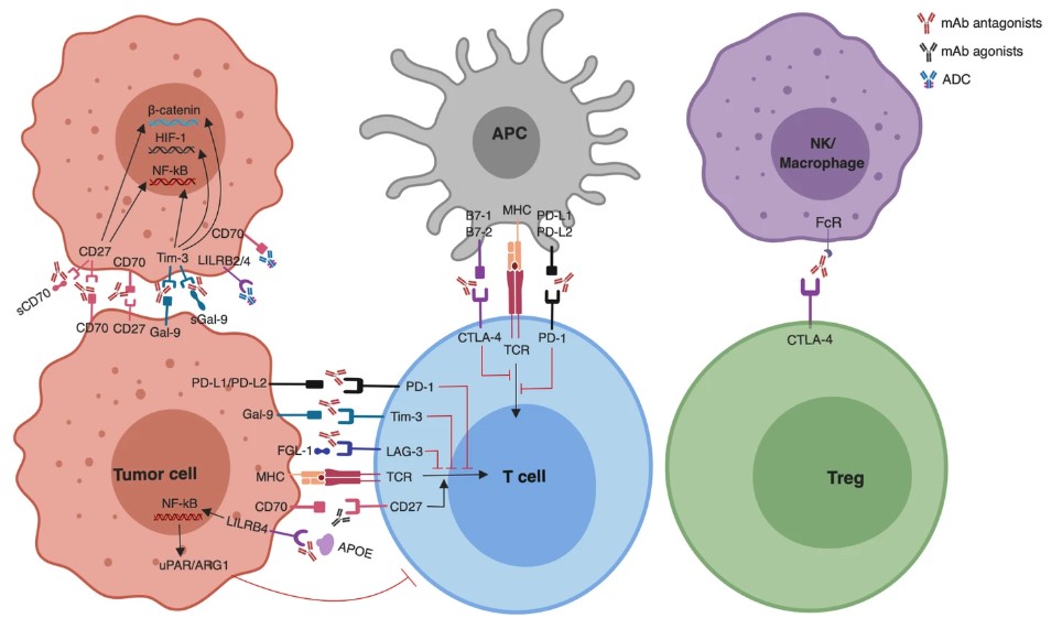 Fig.1 Immune checkpoint blockade.