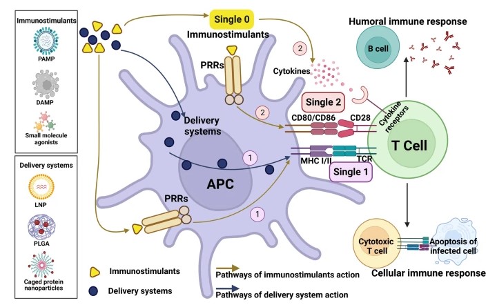 Fig.1 MOA of adjuvants.