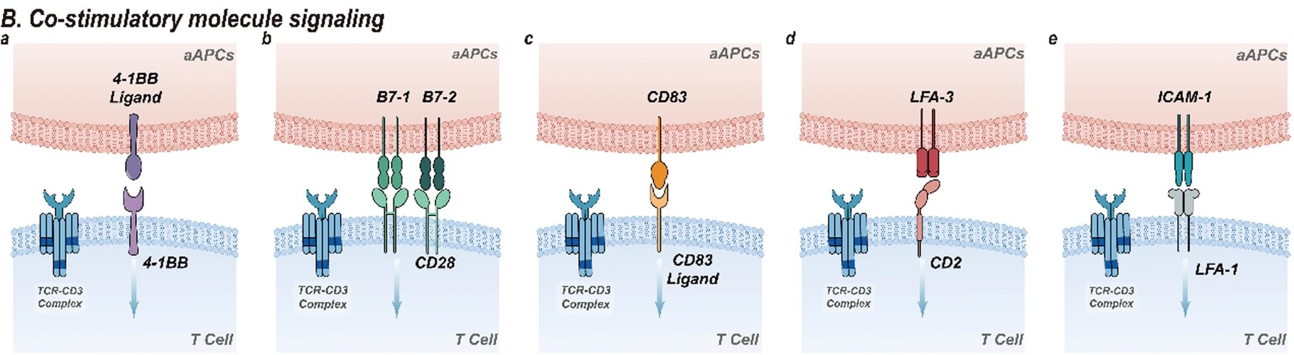Fig.1 Co-stimulatory molecules are an essential signal for T cell proliferation and differentiation.