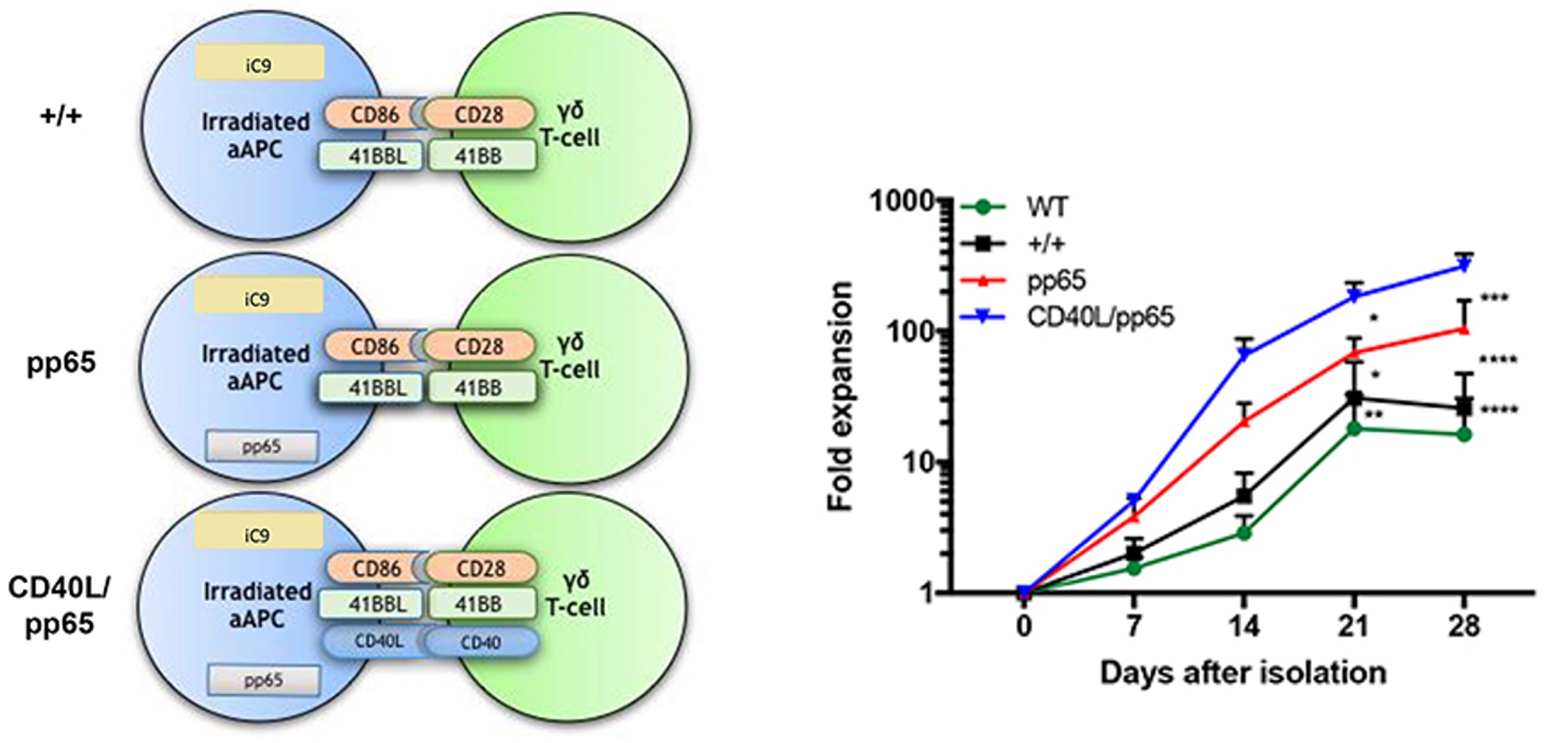 Fig.2 The design of artificial T cell stimulator & the fold expansion of isolated γδ-T cells co-cultured with artificial T cell stimulators.