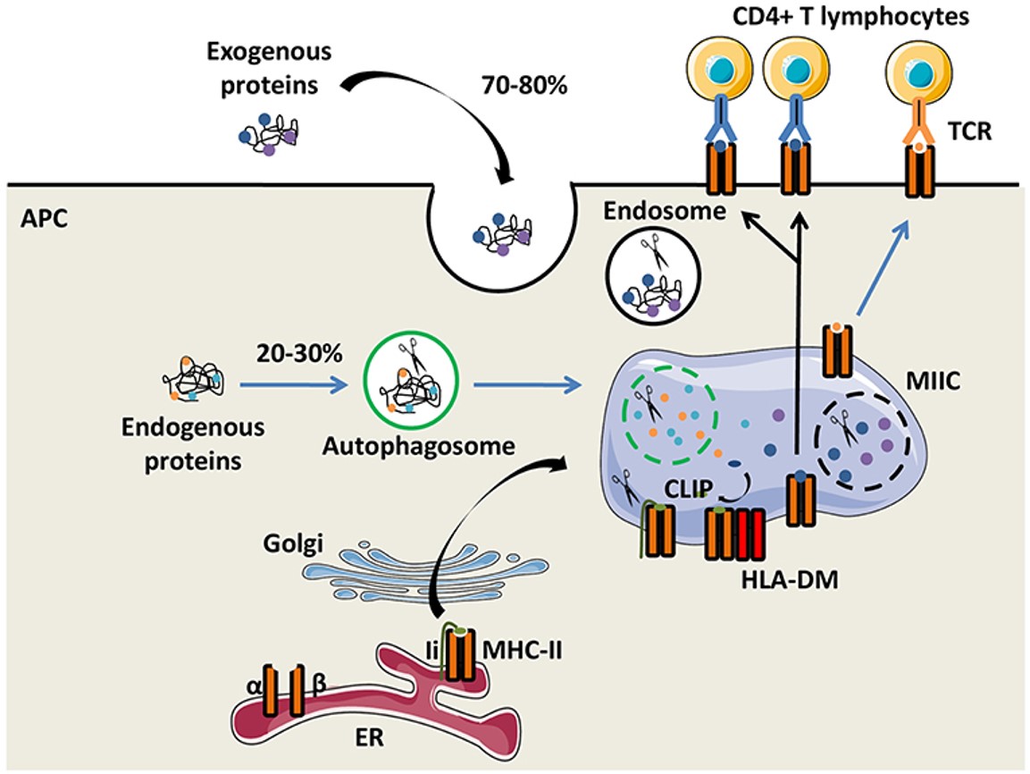 Fig.1 The MHC-II antigen presentation pathways.