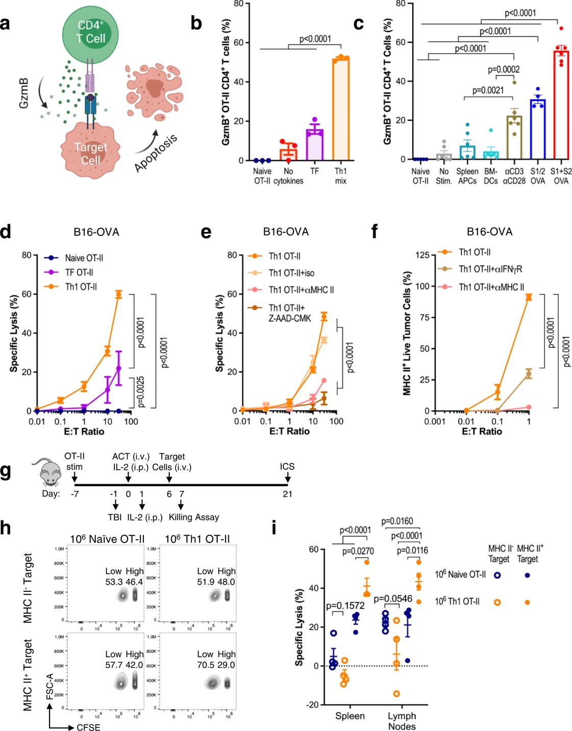 Fig.3 MHC II artificial T cell stimulators promote CD4+ T cell cytotoxicity.