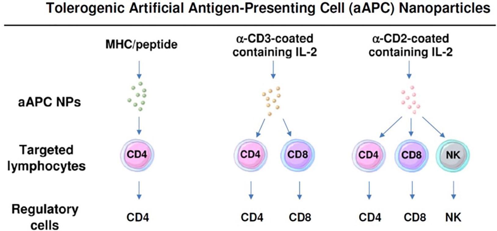 Fig.1 Nanoparticles can be formulated as tolerogenic artificial antigen-presenting cells that directly target specific lymphocyte subpopulations to become regulatory cells.