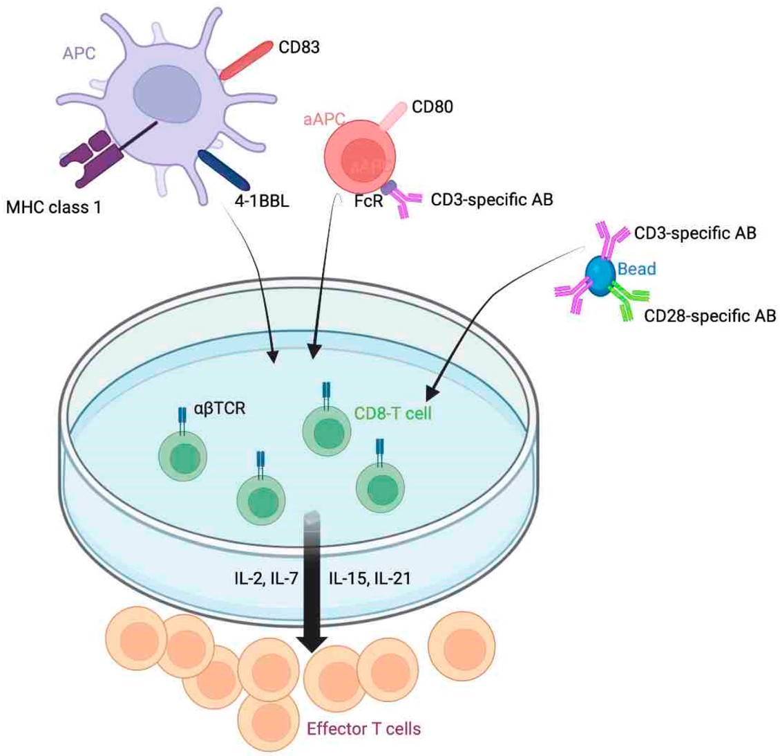 Fig.1 T cell expansion in vitro.