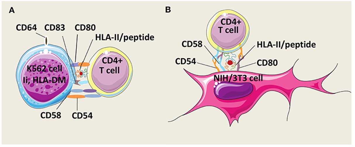 Fig.2 Models of HLA-II-artificial T cell stimulators for the expansion of human antigen-specific CD4+ T cells.