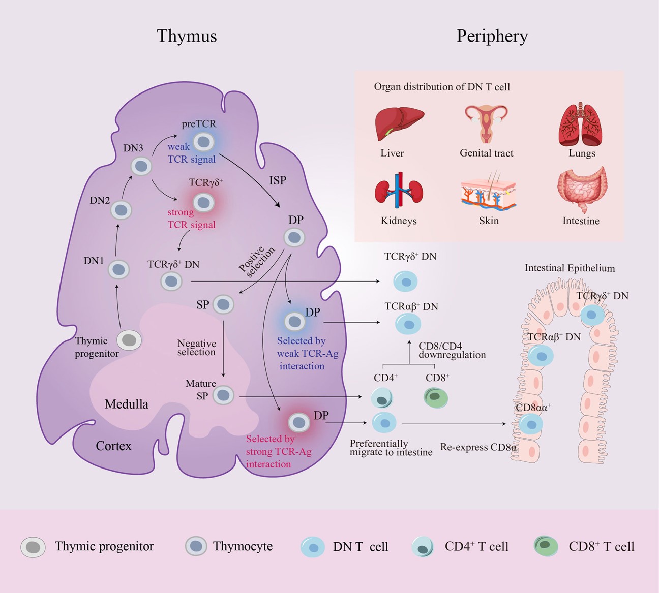 Fig.1 Schematic diagram of DN T cell origin and distribution.