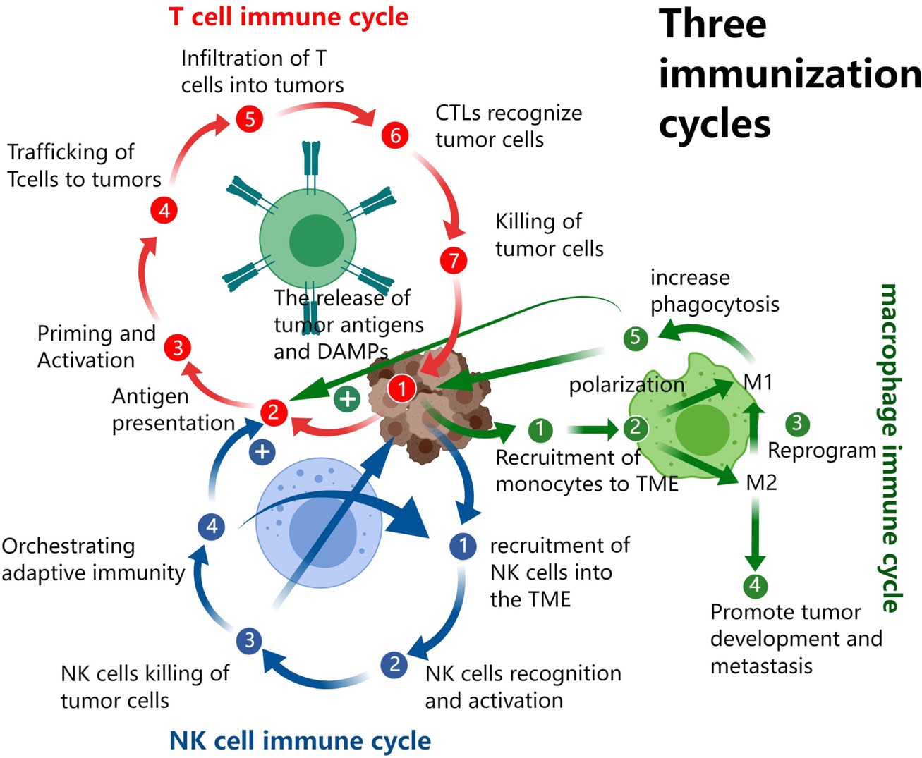 Fig.1 The T cell, NK cell, and TAM based cancer-immunity cycles.