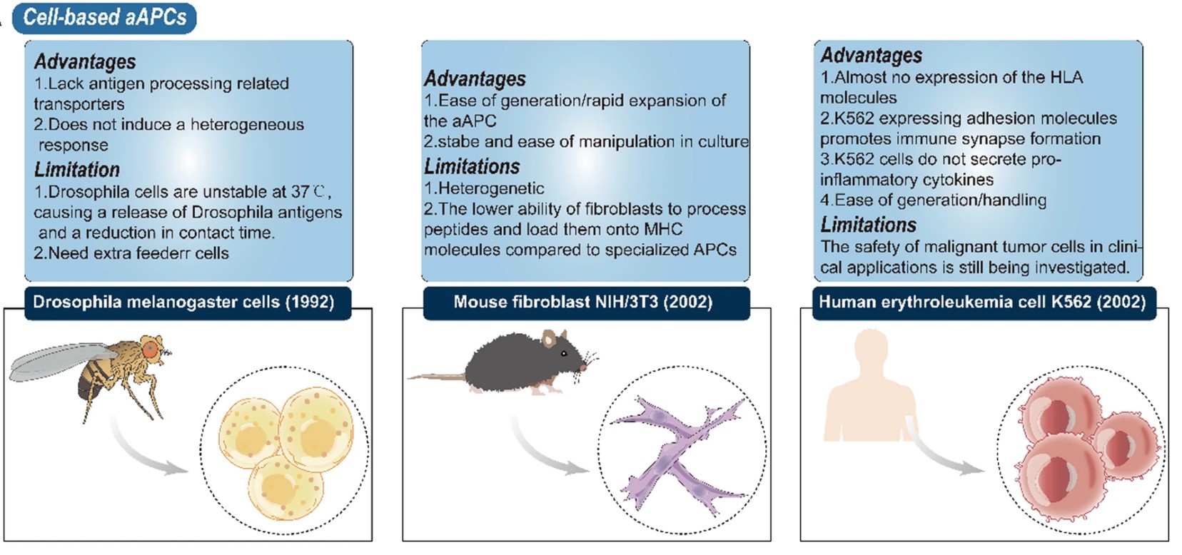Fig.1 Advantages and limitations of cell-base artificial T cell stimulator.