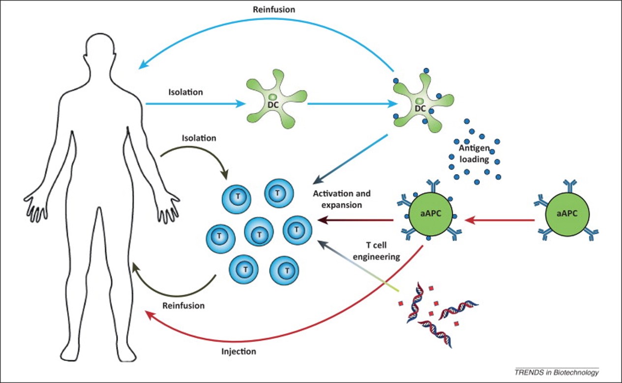 Fig.1 Different strategies for active cancer immunotherapy.