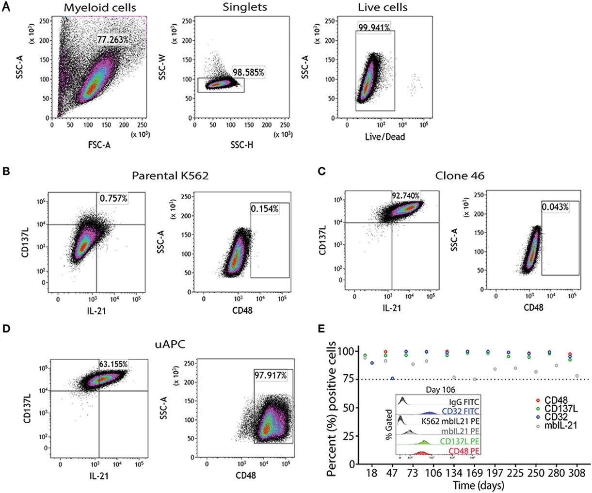 Fig.2 Phenotypic characterization of universal T cell stimulator.