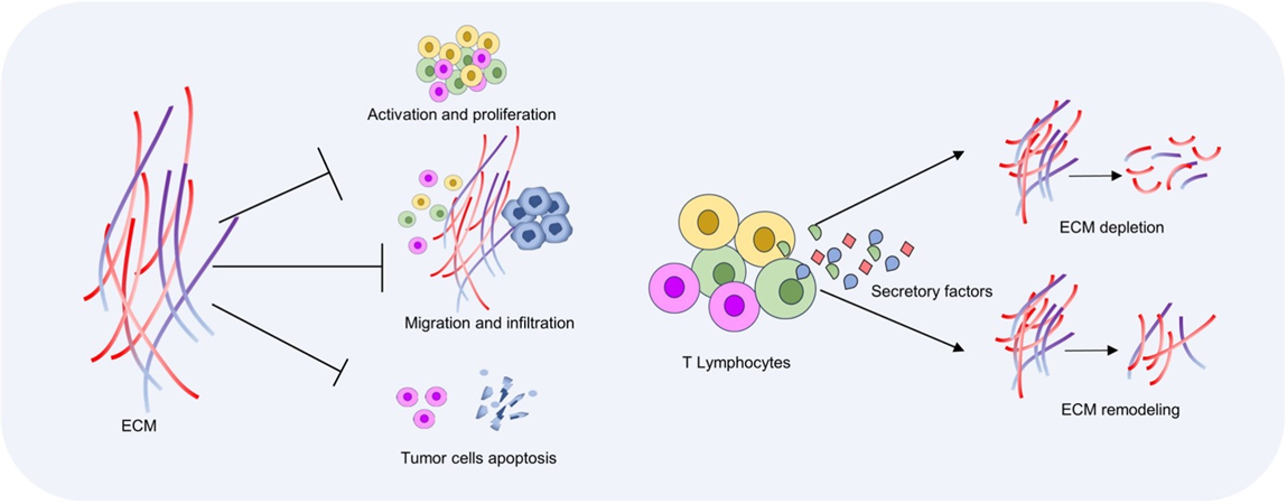 Fig.1 Interactions between T cells and ECM.