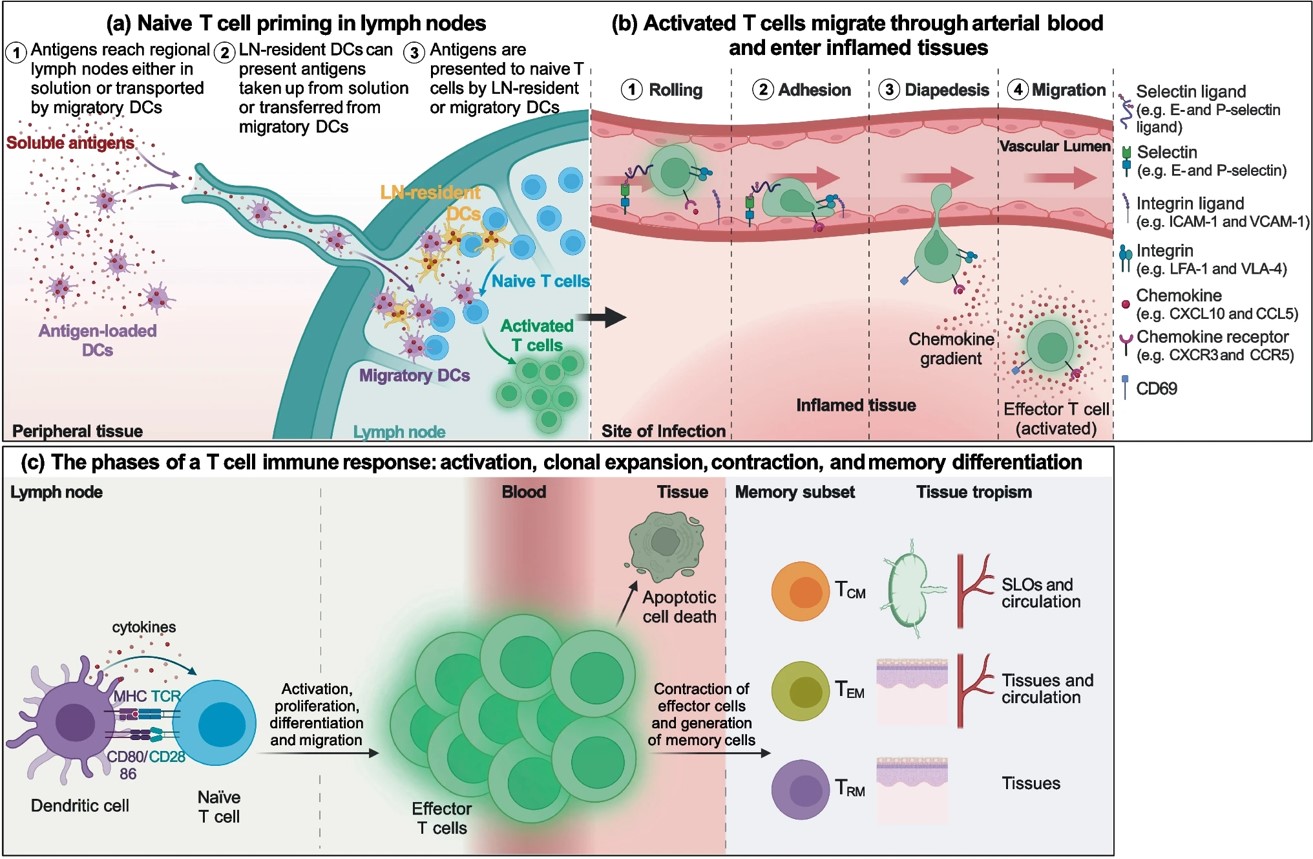 Figure 3 The 1st–5th generations of chimeric antigen receptors
