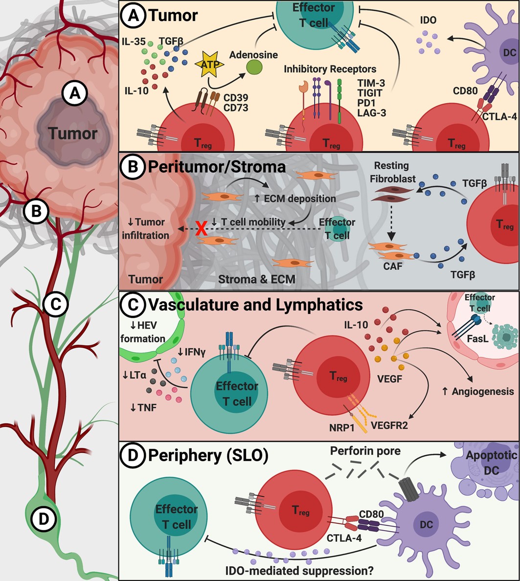 Fig.1 Overview of suppressive mechanisms used by Tregs to create barriers to immune infiltration into tumors.