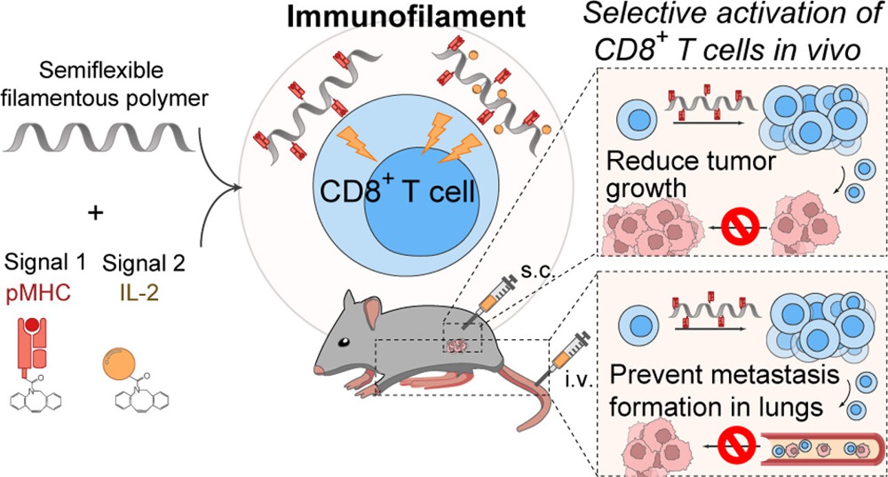 Fig.1: A polymeric artificial T cell stimulating platform effectively activates T cells.
