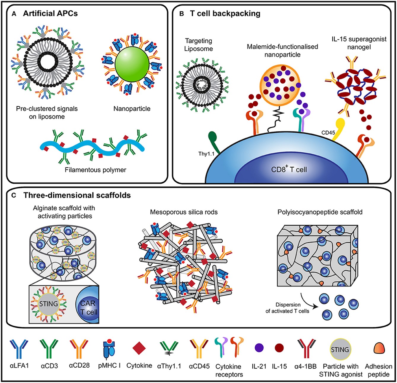 Fig.1 Overview of biomaterial design strategies for T cell activation and expansion.