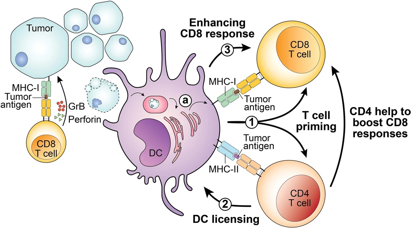 Fig.1 1: Conventional dendritic cells coordinate CD4 and CD8 T cell anti-tumor immune responses.