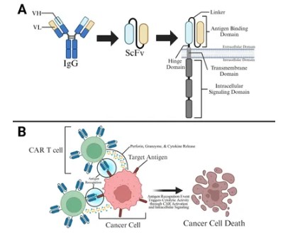 Fig.1 CAR design structure and function. (OA Literature)