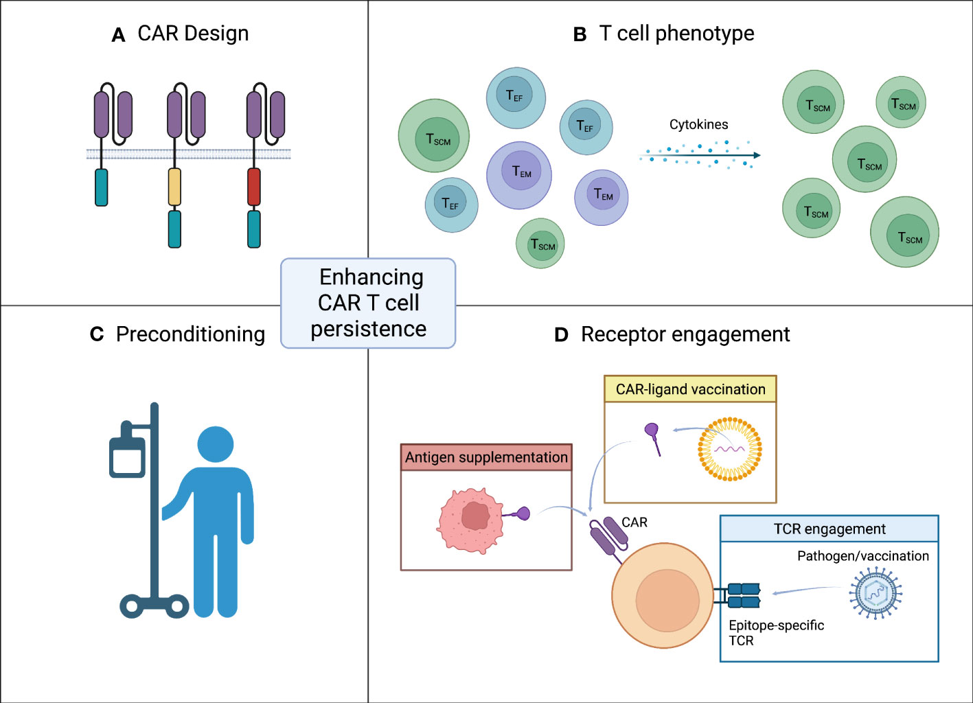 Fig.1 Enhance CAR T cell persistence. (OA Literature)