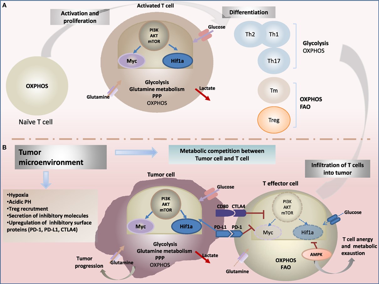 Fig.1 Metabolic reprogramming drives: (A) T-cell fate and function and (B) antitumor-immune response. (OA Literature)