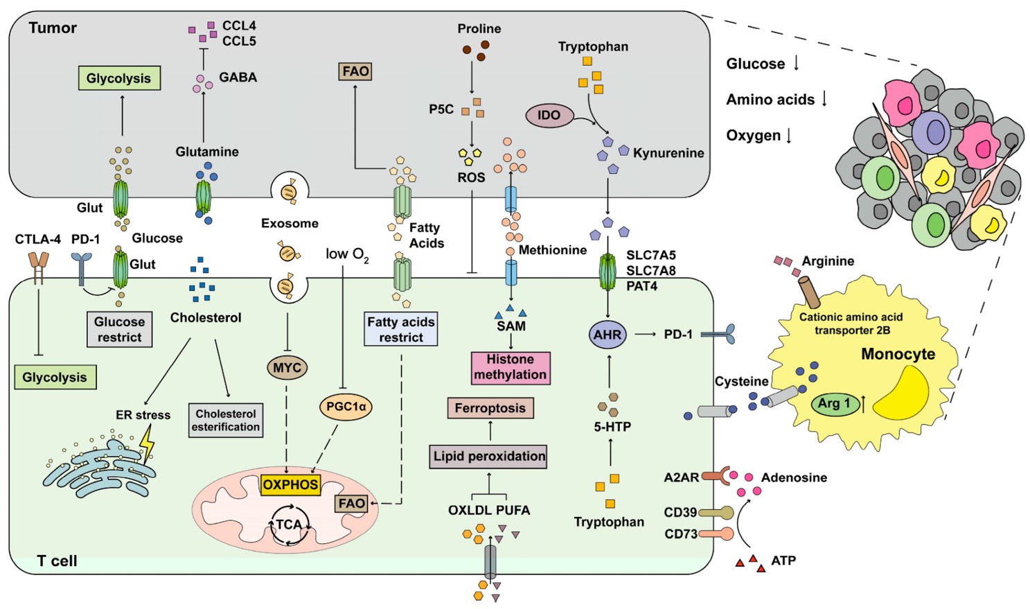 Fig.1 T-cell metabolism in the TME. (OA Literature)