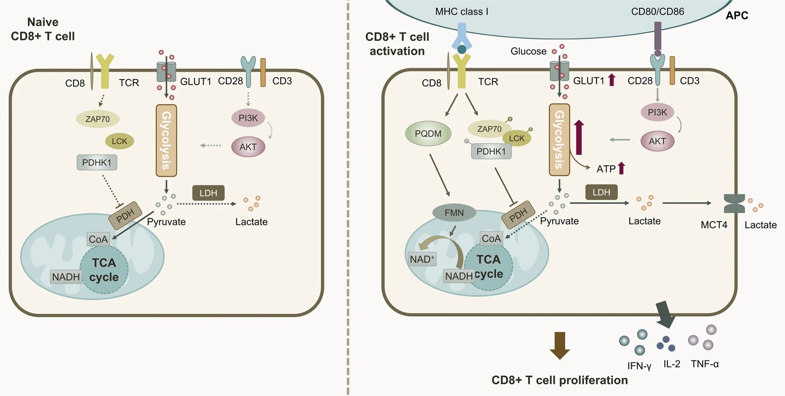 Fig.1 Changes in the level of auto-glycolysis after CD8+ T cell activation. (OA Literature)