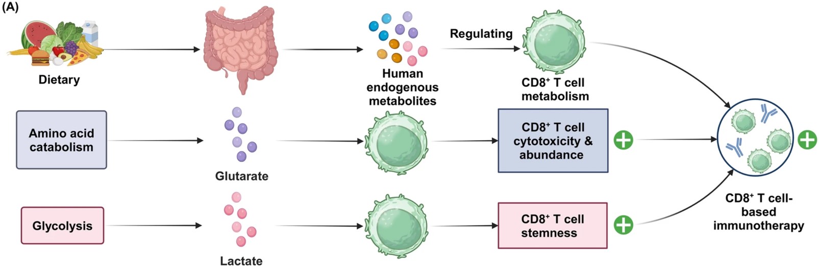 Fig.1 Dietary intake affects the production of endogenous metabolites in humans, thereby influencing CD8+ T cell metabolic regulation. (OA Literature)