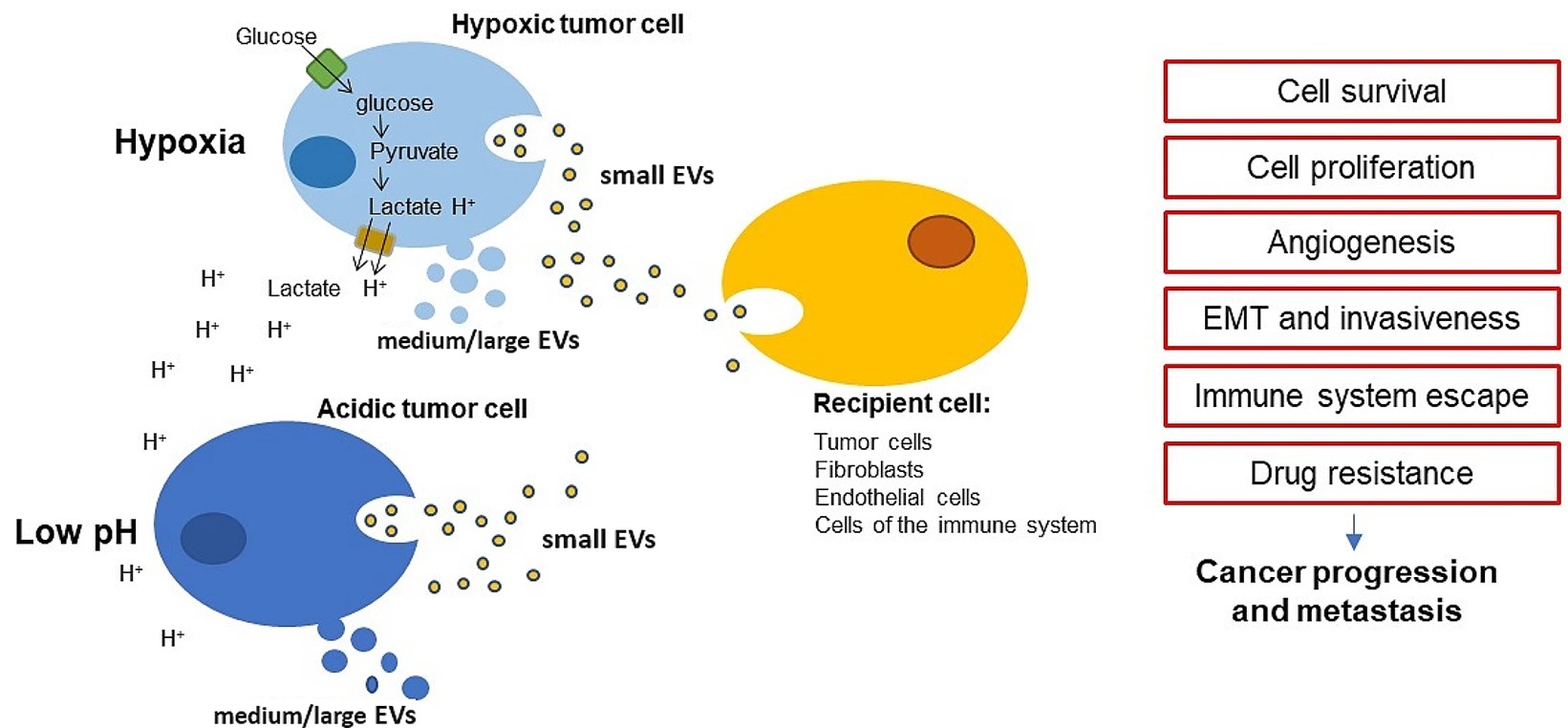 Fig.1 Effects of extracellular vesicles released by hypoxic or acidic tumor cells on different recipient cells. (OA Literature)