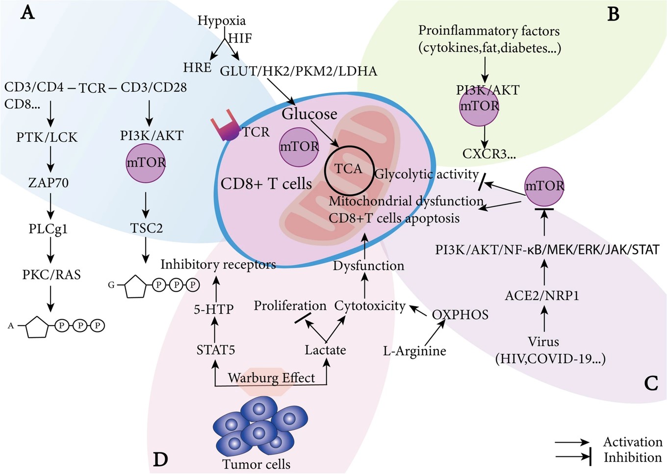 Fig.1 CD8+ T cell metabolism in various environments. (OA Literature)