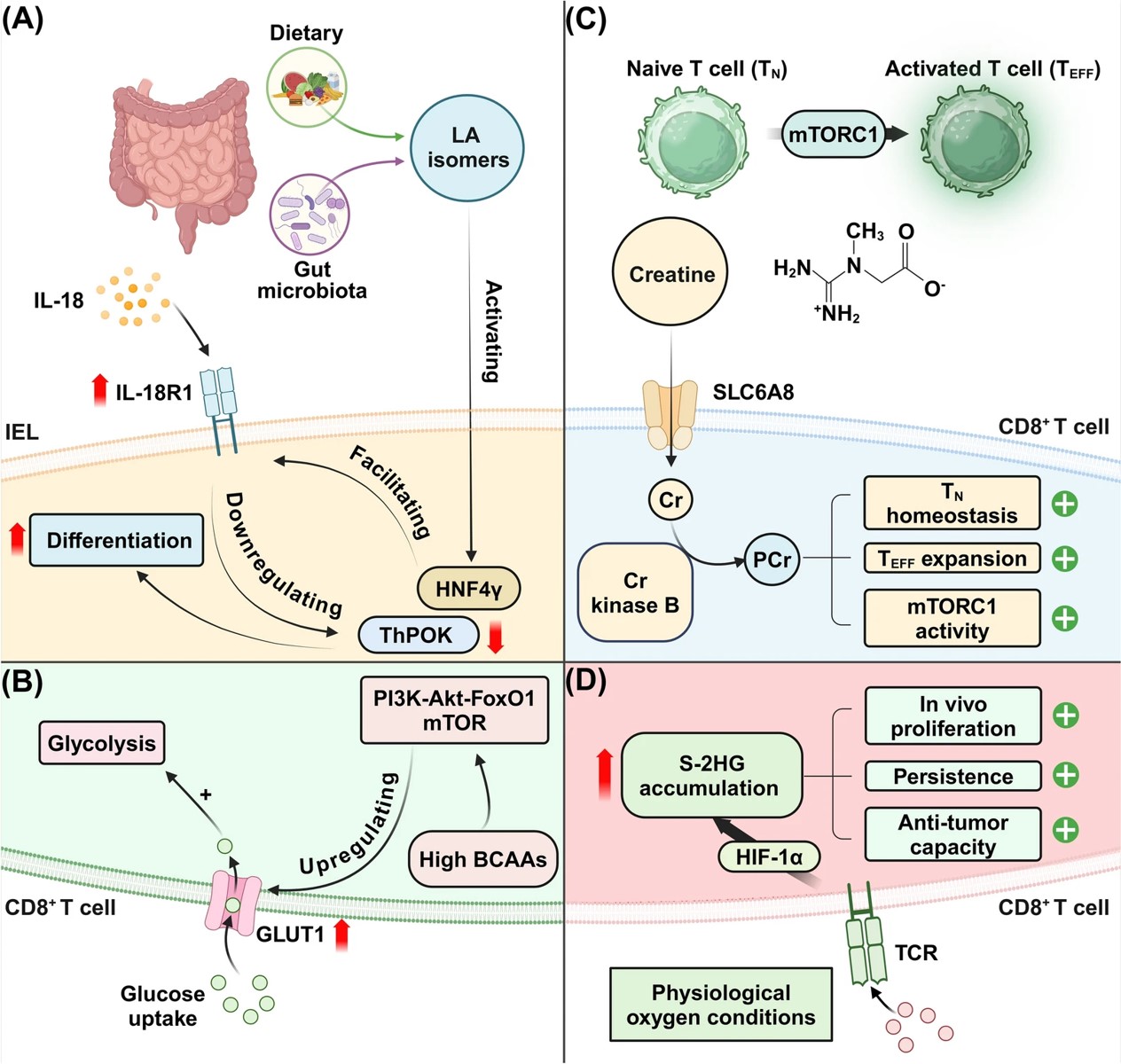 Fig.1 Metabolic regulation of CD8+ T cell functionality. (OA Literature)