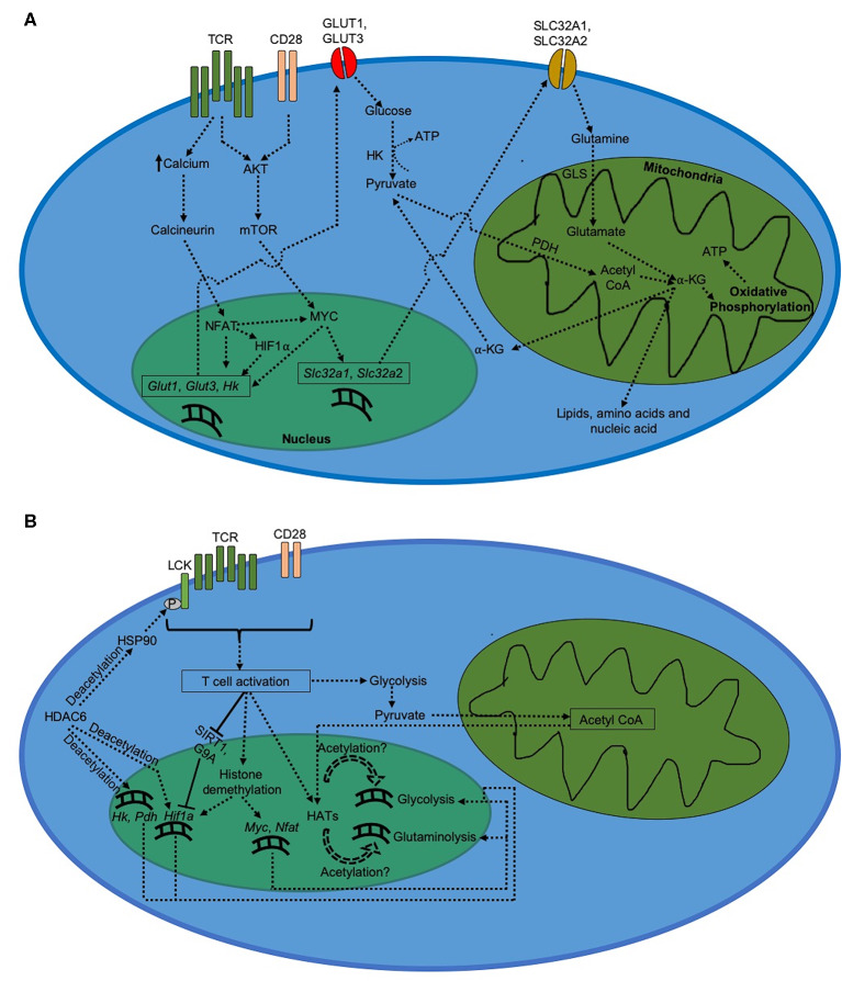 Fig.1 Metabolism in CD8+ T cells. (OA Literature).