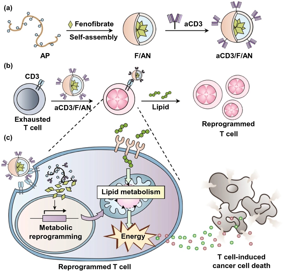 Fig.1 Metabolic reprogramming of T cells by aCD3/F/ANs. (OA Literature)