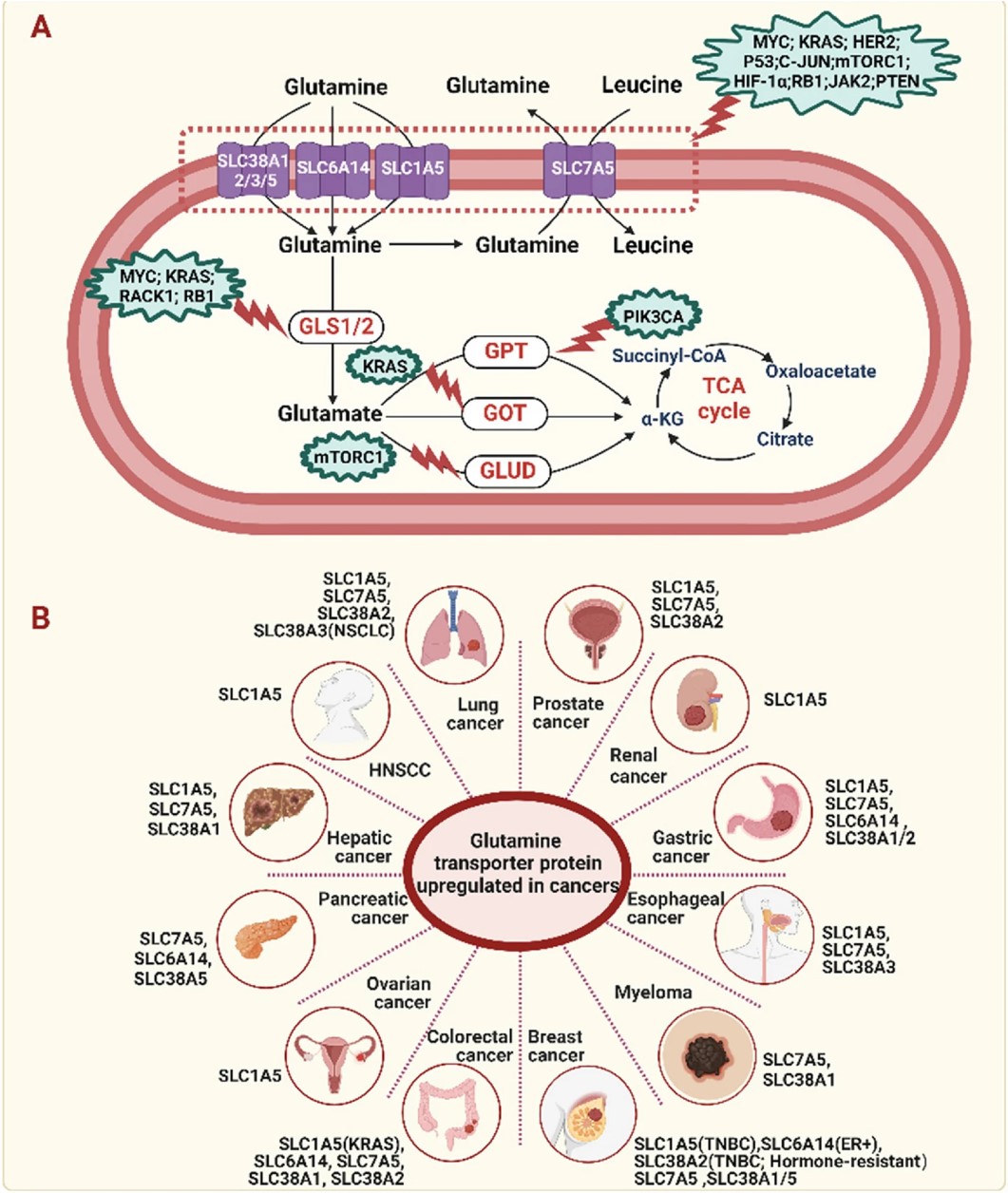Fig.1 Glutamine addiction in cancer cells. (OA Literature)