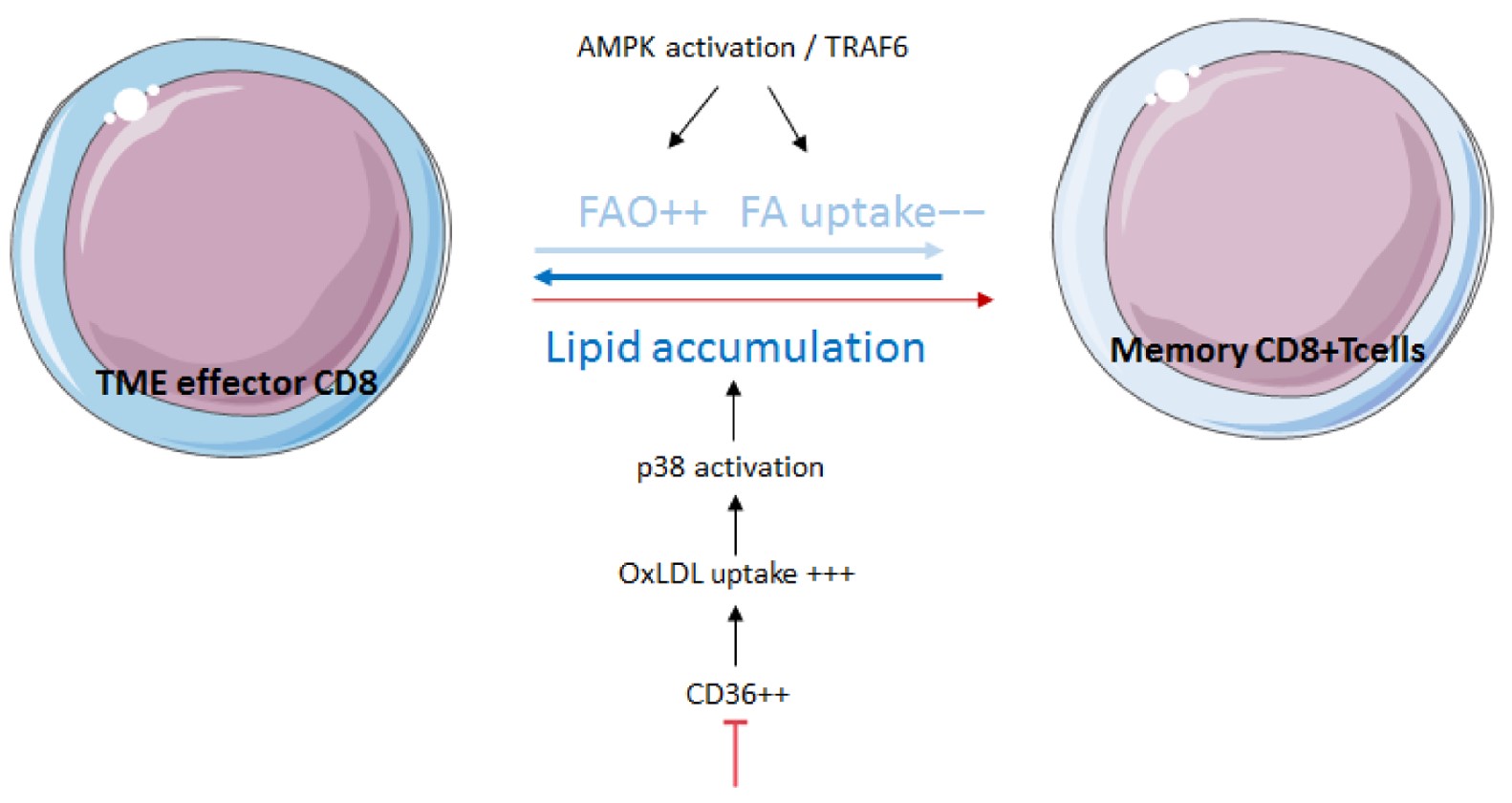 Fig.1 Fatty acid metabolism modulates effector and memory CD8 T cells. (OA Literature)
