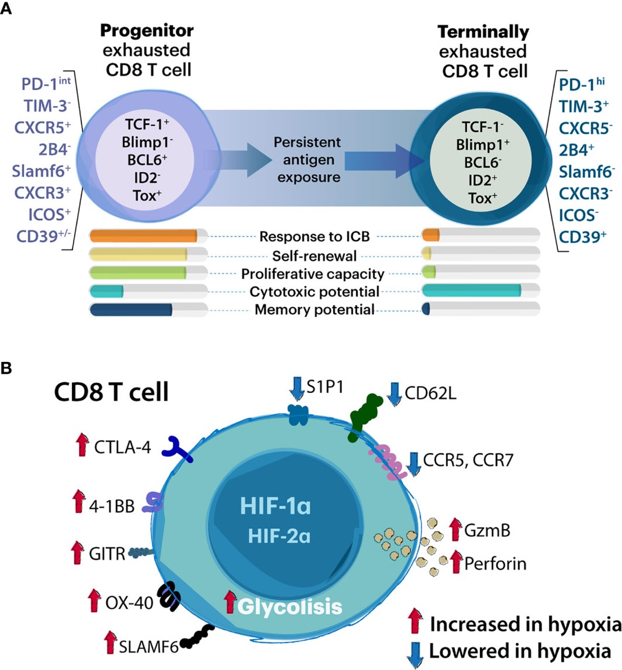Fig.1 Association between CD8 T cell exhaustion and hypoxia. (OA Literature)