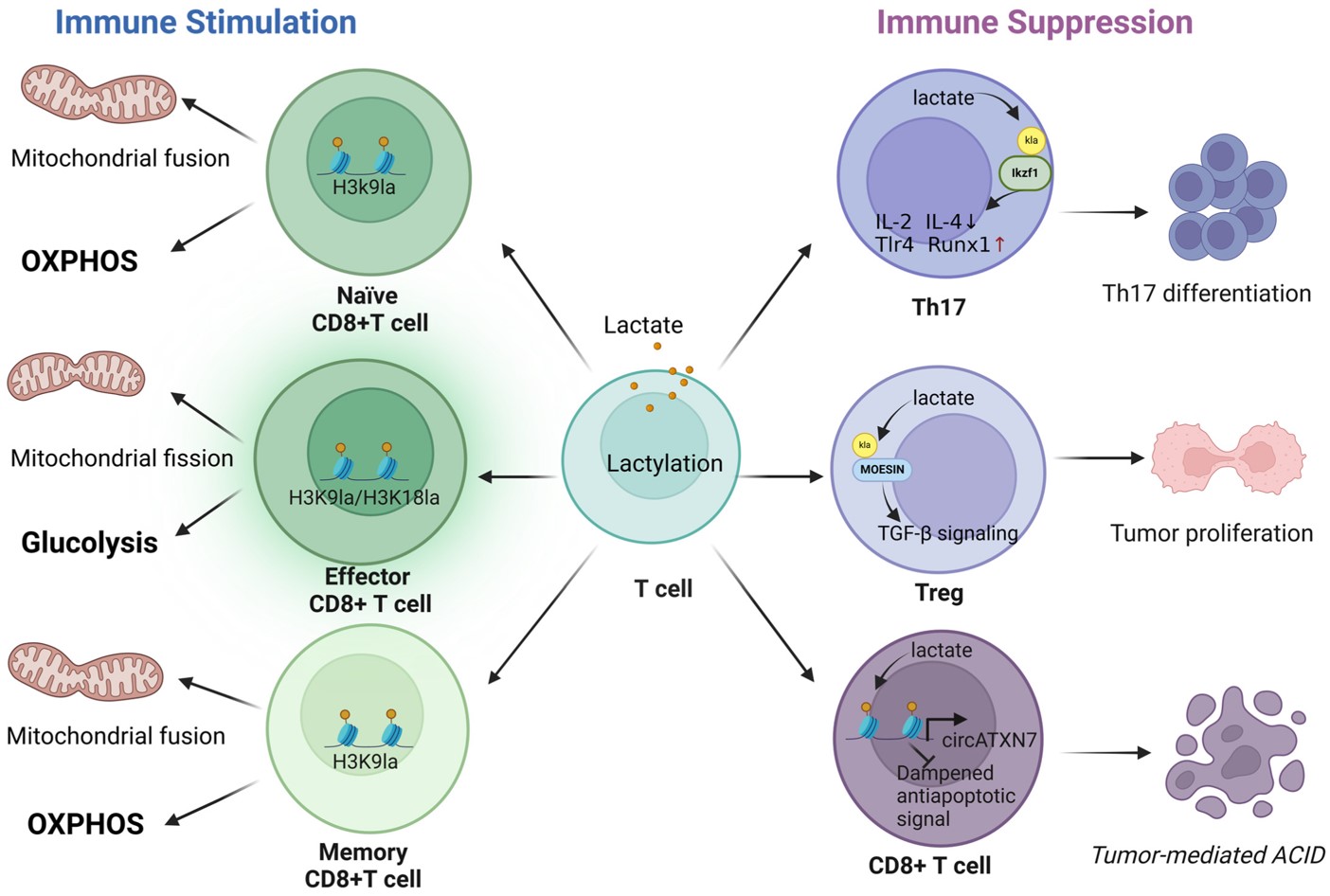 Fig.1 Lactylation in T-cell-mediated immunoactivation and immunosuppression. (OA Literature)
