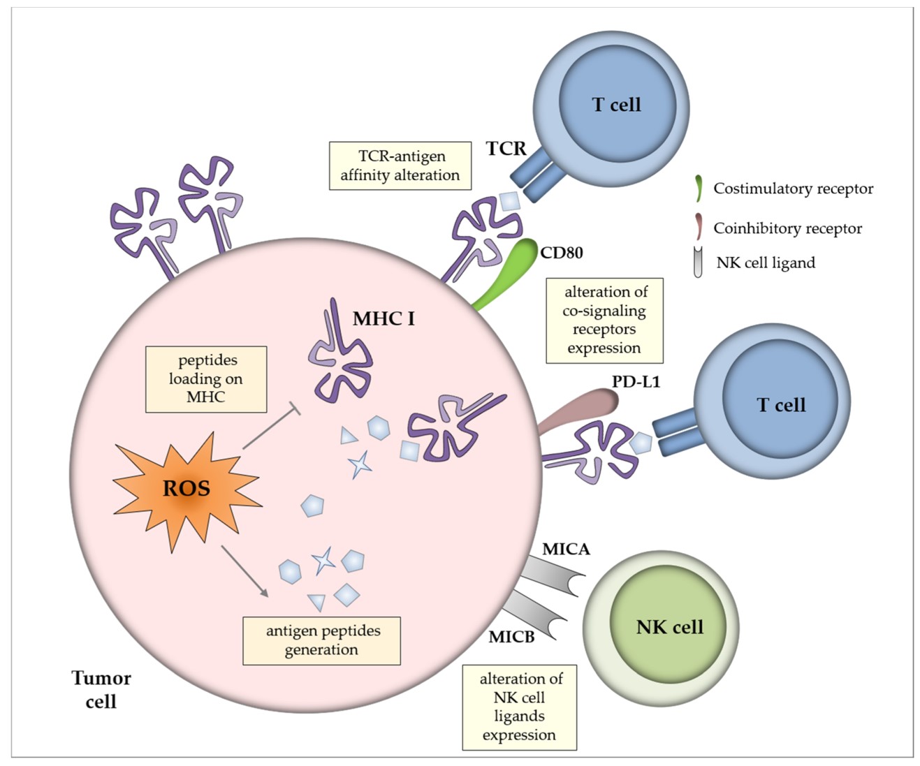 Fig.1 Impact of reactive oxygen species (ROS) on tumor antigenicity and immunogenicity. (OA Literature)