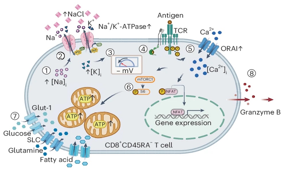 Fig.1 Overview of molecular mechanism of NaCl-induced T cell hyperactivation. (OA Literature)