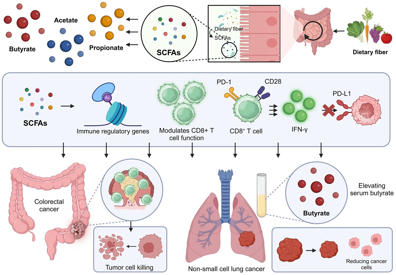 Fig.1 Enhancing CD8+ T cell immunotherapy through SCFA modulation. (OA Literature)