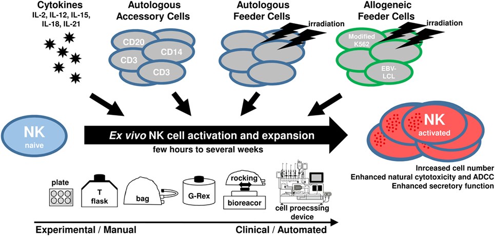 Regular procedures of in vitro NK activation and expansion. (Granzin, et al., 2017)