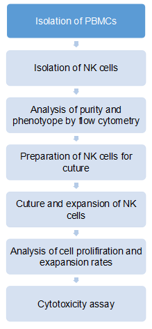 Workflow of NK cell expansion. (Creative Biolabs Original)