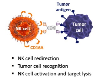 Mode of Action of the Engineered Cell Redirection. (Creative Biolabs Original)