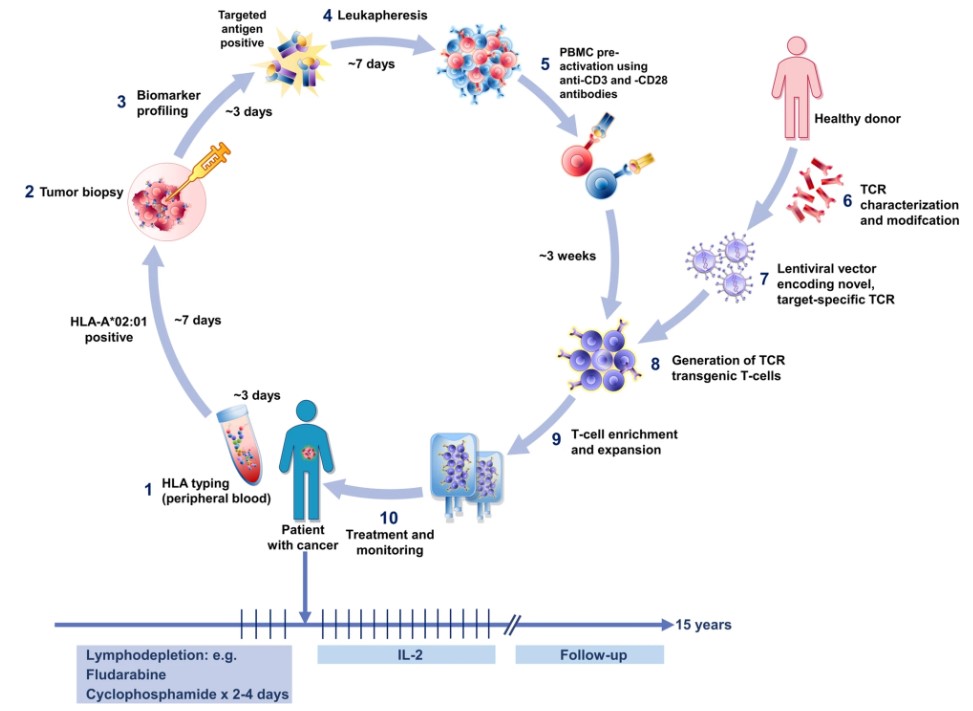 Fig.1 Schematic diagram of TCR-based adoptive T-cell therapy
