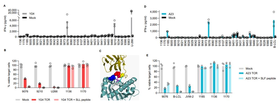 Allo-reactivity profile mapping of 1G4 TCR and A23 TCR with cross-recognition of non-expected HLA-alleles