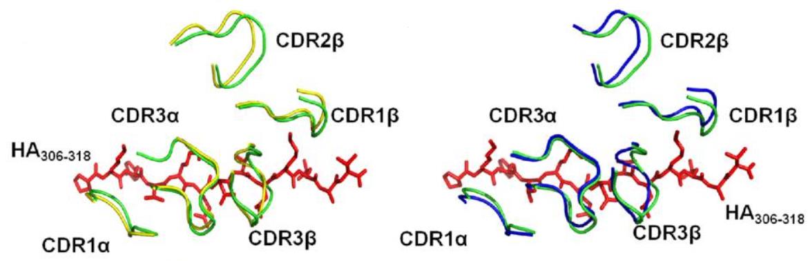 Fig.1 The same TCR binds to different pMHC ligands represented by different colors. (Holland, C. J., et al., 2012)