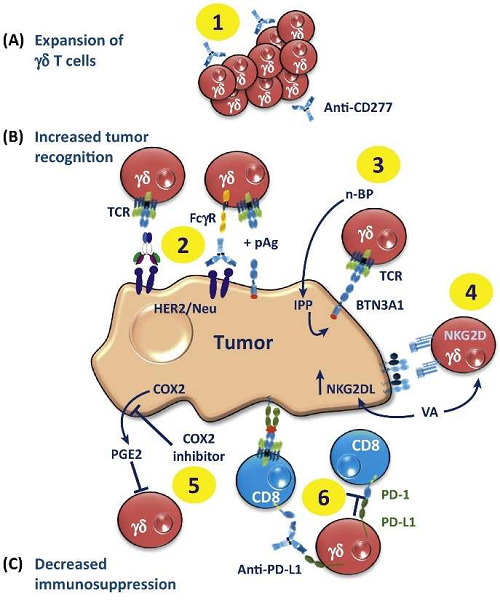 Enhance γδ T Cell Anti-Tumor Activity. (Guranda, et al., 2017)